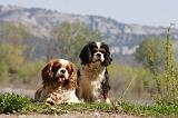 CAVALIER KING CHARLES 653